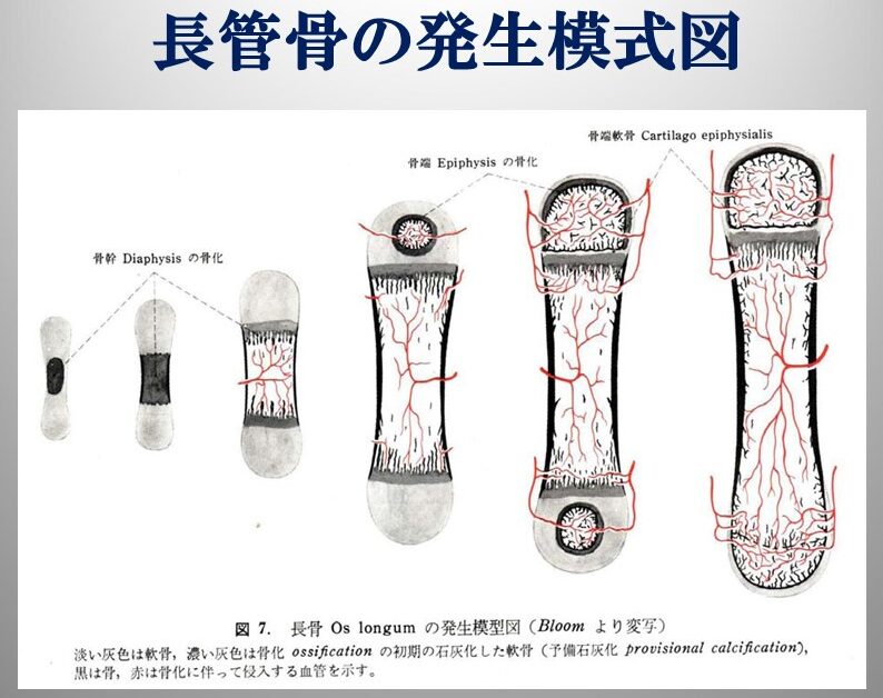 二次骨化中心, 臼蓋縁 二次骨化 _ 臼蓋の副骨である臼蓋骨(Os acetabuli)の画像診断のポイント – ZVSR